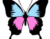 Disegno Farfalla con le ali nere pitturato su MATILDE