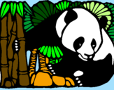 Disegno Orso panda con bambù  pitturato su CRISTIAN