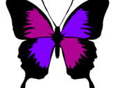 Disegno Farfalla con le ali nere pitturato su michj farfalla