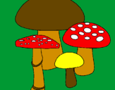 Disegno Funghi pitturato su Acolore. com
