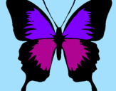 Disegno Farfalla con le ali nere pitturato su elena20