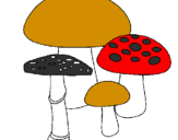Disegno Funghi pitturato su CHIARA