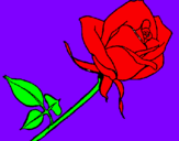 Disegno Rosa  pitturato su erica