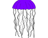 Disegno Medusa  pitturato su raffa