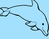 Disegno Delfino felice  pitturato su justine