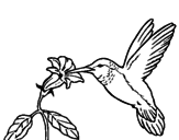 Disegno Colibrì con un fiore  pitturato su GIOIA