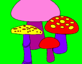 Disegno Funghi pitturato su alicya