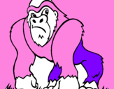 Disegno Gorilla pitturato su FILIPPO