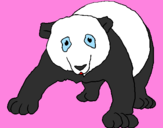 Disegno Orso panda  pitturato su aurora
