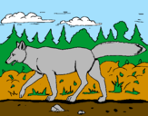 Disegno Coyote pitturato su giovanni