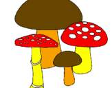 Disegno Funghi pitturato su OLA