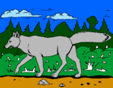 Disegno Coyote pitturato su ELISA
