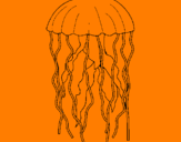 Disegno Medusa  pitturato su guglielmo    vannacci