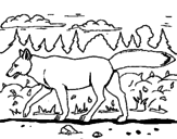 Disegno Coyote pitturato su chini