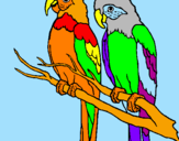 Disegno Pappagalli  pitturato su pappagalli