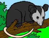 Disegno Scoiattolo Possum marsupiale pitturato su giadyn@