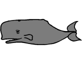 Disegno Balena blu pitturato su NAVE