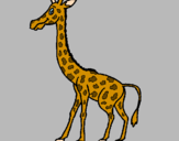 Disegno Giraffa  pitturato su raffa