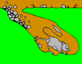 Disegno Ratto canguro  pitturato su di luca soletta