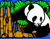 Disegno Orso panda con bambù  pitturato su di luca soletta