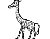 Disegno Giraffa  pitturato su raffa
