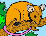 Disegno Scoiattolo Possum marsupiale pitturato su MITICA 92