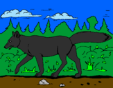 Disegno Coyote pitturato su raimondo