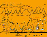 Disegno Coyote pitturato su simone
