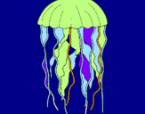 Disegno Medusa  pitturato su roby