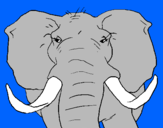 Disegno Elefante africano pitturato su carmelo.