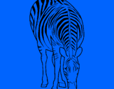 Disegno Zebra  pitturato su -.mnvcbvcc