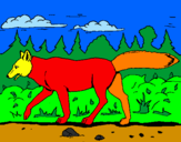 Disegno Coyote pitturato su matteo
