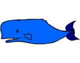 Disegno Balena blu pitturato su dani