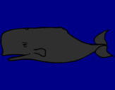 Disegno Balena blu pitturato su nicholas crivelli