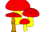 Disegno Funghi pitturato su NONI  