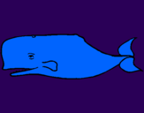 Disegno Balena blu pitturato su Gabriele