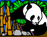 Disegno Orso panda con bambù  pitturato su Niccolo`