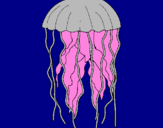 Disegno Medusa  pitturato su caravella