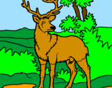 Disegno Cervo adulto  pitturato su assicia