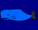 Disegno Balena blu pitturato su lorenzo