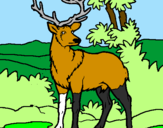 Disegno Cervo adulto  pitturato su noel