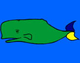 Disegno Balena blu pitturato su Matteo