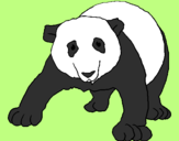 Disegno Orso panda  pitturato su samby il mio cucciolo