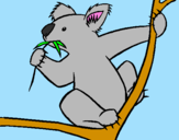 Disegno Koala  pitturato su demetrio