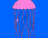 Disegno Medusa  pitturato su MANUEL