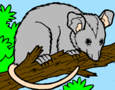 Disegno Scoiattolo Possum marsupiale pitturato su xx