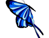 Disegno Farfalla con grandi ali pitturato su vlada
