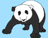 Disegno Orso panda  pitturato su michele