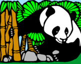 Disegno Orso panda con bambù  pitturato su christian peroni