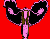 Disegno Vagina pitturato su simone